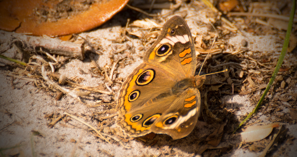 Mangrove Buckeye Butterfly! by rickster549
