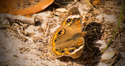16th Apr 2017 - Mangrove Buckeye Butterfly!