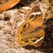 Mangrove Buckeye Butterfly! by rickster549