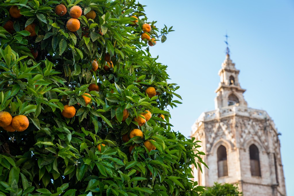 Valencia Oranges and Valencia Cathedral by jyokota