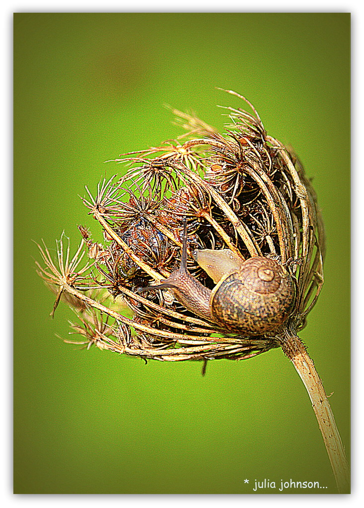 Snail on the Carrot Weed Seed Head... by julzmaioro