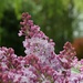 Lilac bouquet #4 by parisouailleurs