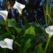 Calla lilies by congaree
