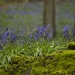 Bluebell time.... by shepherdmanswife