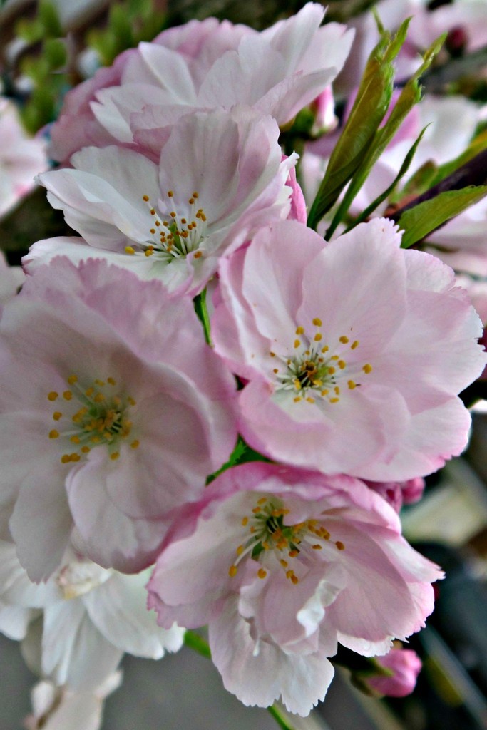 Cherry  Blossom  by wendyfrost