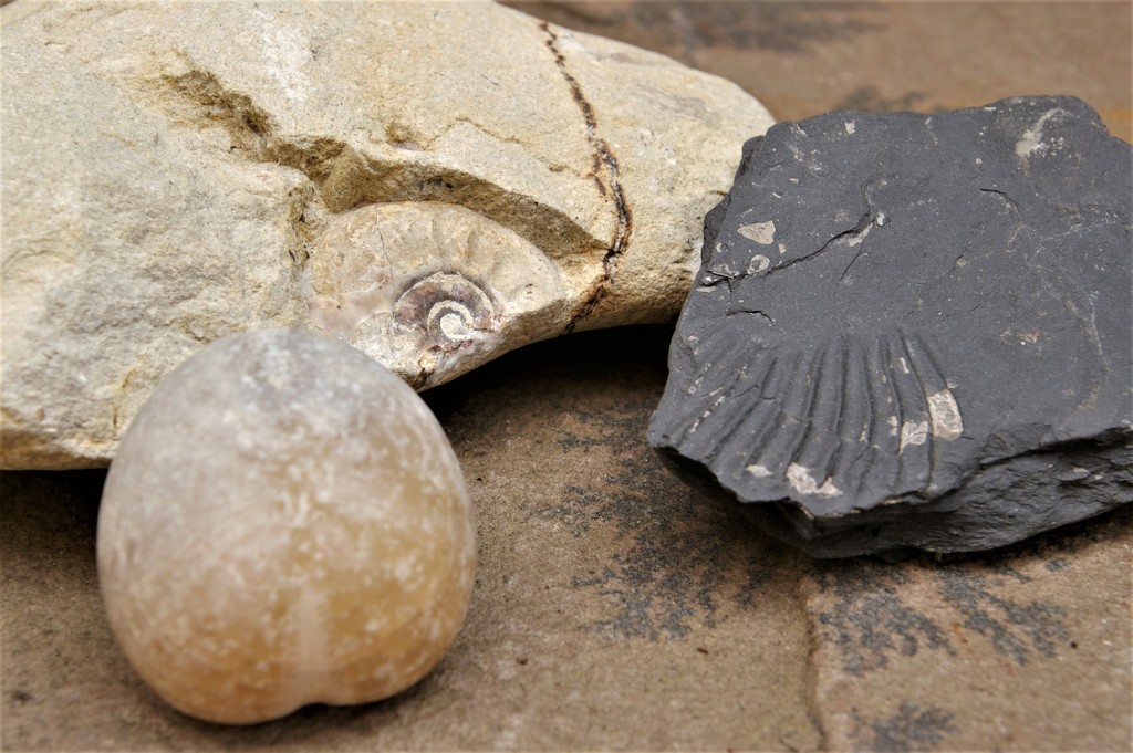 Fossils by 30pics4jackiesdiamond
