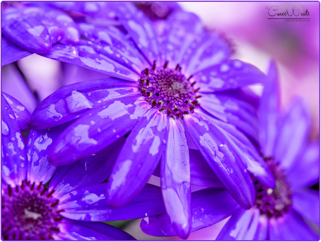 Flowers In The Rain (Senetti) by carolmw