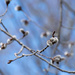 Budding aspen poplar tree by novab