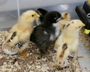 17th Apr 2017 - Cute baby chicks
