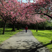 Cherry Blossom by jesperani