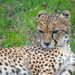 Cheetah by philhendry