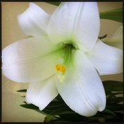 16th Apr 2017 - Easter Lilly