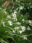 17th Apr 2017 - Wild garlic