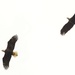 Bald Eagle Pair by jgpittenger