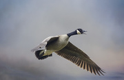 17th Apr 2017 - Canadian Goose Fly By with Textures 