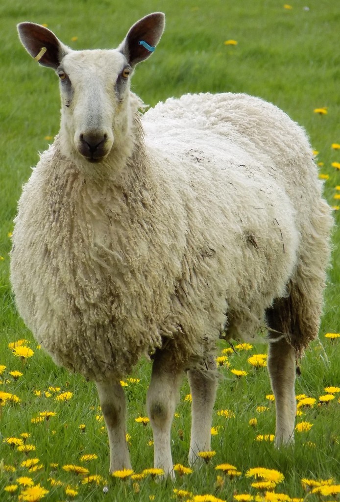 Sheep by flowerfairyann