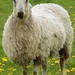 Sheep by flowerfairyann