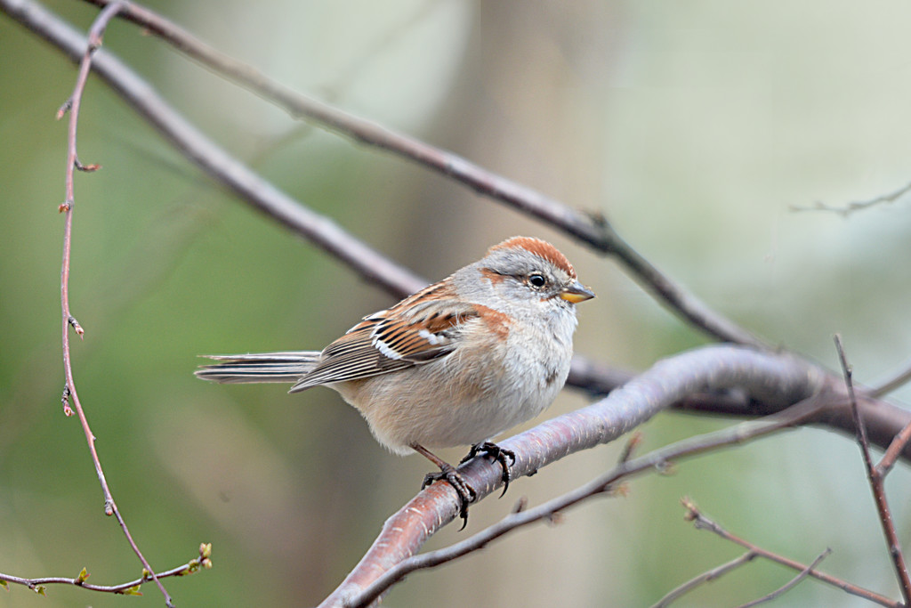 American Tree Sparrow! by fayefaye