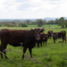 cattle by josiegilbert