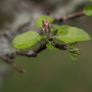 12th Apr 2017 - apple blossom