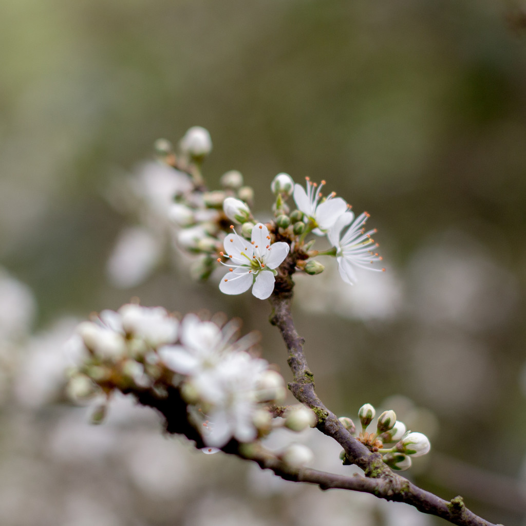 spring blossom by callymazoo