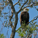 Bald Eagle, Keeping an Eye on Things! by rickster549