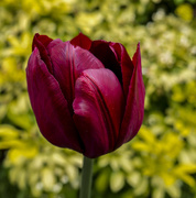 18th Apr 2017 - Tulip