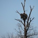 Nesting Eagles by brillomick