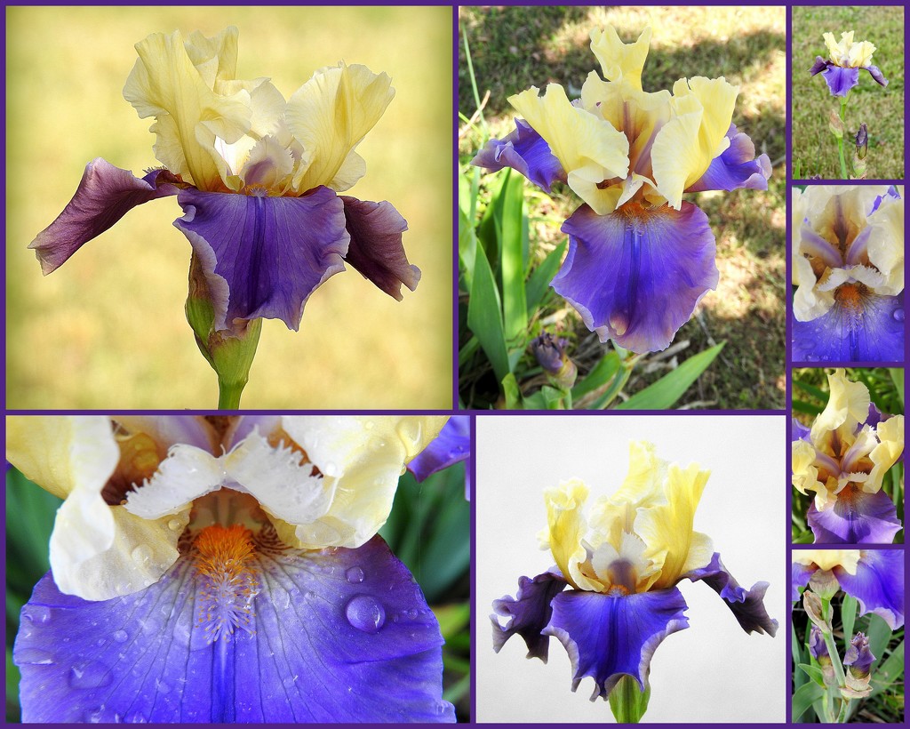 One bearded iris open, let the photographing begin! LOL! by homeschoolmom