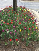 14th Apr 2017 - Tulips 