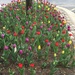 Tulips  by kchuk