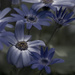 Blue Flowers by lstasel