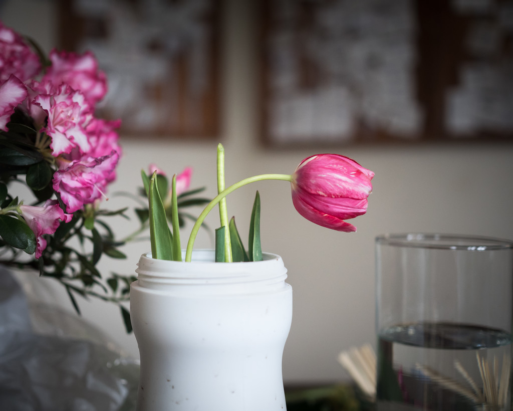 Lone Tulip by rosiekerr