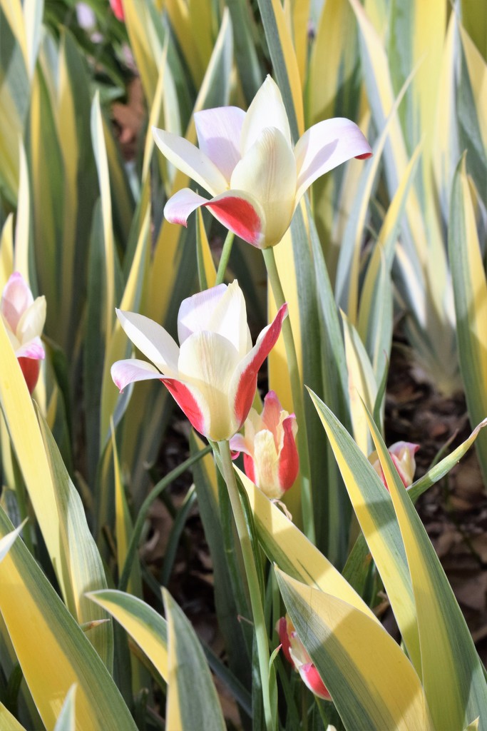 Tulips in the iris leaves by sandlily