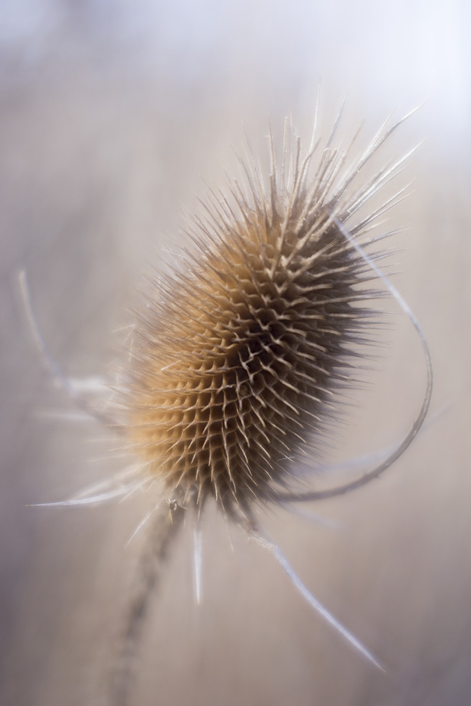 Giant Thistle Burr by pdulis