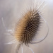 Giant Thistle Burr by pdulis