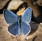 16th Apr 2017 - Blue Moth