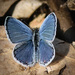 Blue Moth by marylandgirl58