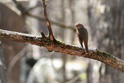 17th Apr 2017 - bird on a branch 