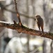 bird on a branch  by caitnessa