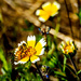 Bee - utiful Wildflowers by elatedpixie