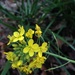 pretty little weeds by wiesnerbeth