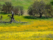 7th Apr 2017 - Wildflowers -Not Part of the Super Bloom