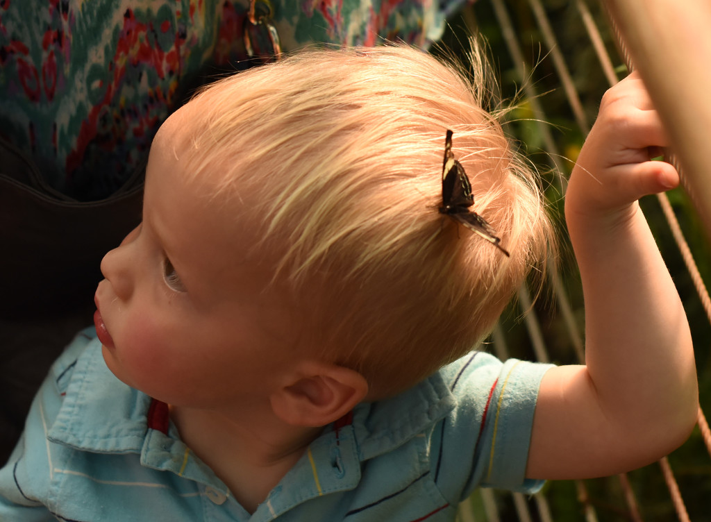 Kid With Butterfly on His Head by stray_shooter