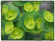 18th Apr 2017 - Euphorbia