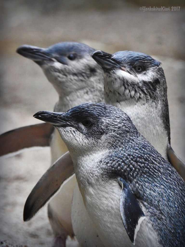 3 Penguins by yorkshirekiwi