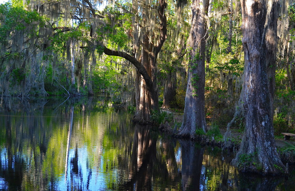 Bald cypress trees and lake, Magnolia Gardens, Charleston, SC by congaree