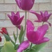 Random Tulips by richardcreese