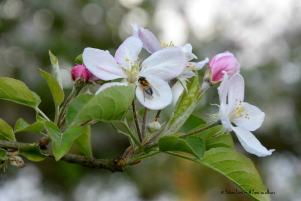 Apple blossom by parisouailleurs