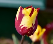 18th Apr 2017 - Tulip